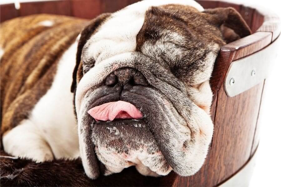 Sleeping Bulldog in a Barrel